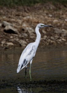 LITTLE BLUE HERRON