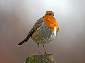 Robin