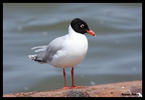 Mediterranean Gull