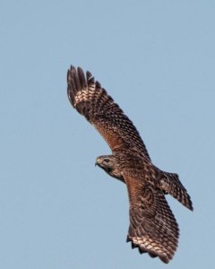 Immature Red-shouldered Hawk