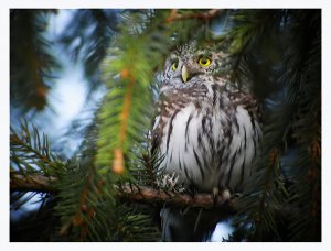 Pygmy Owl