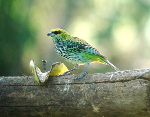 Speckled Tanager