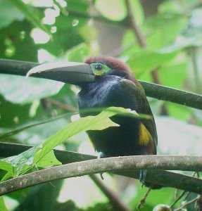 female Yellow-eared Toucanet