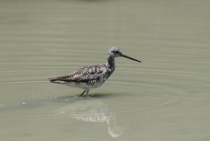 GREATER YELLOWLEGS