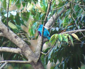 Turquoise Cotinga