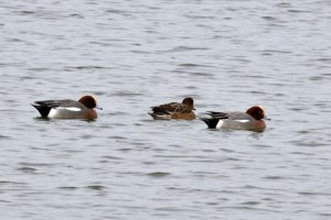 Wigeon