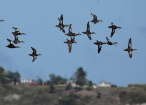 BLUE-WINGED TEAL