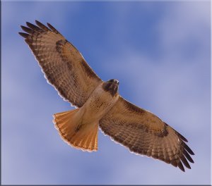 Resident Red-tailed Hawk