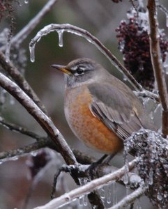 American Robin