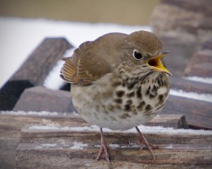 Hermit Thrush