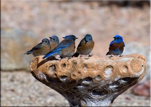 Western BLUEbirds