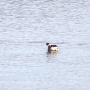 Black-necked Grebe