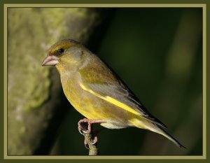 Greenfinch