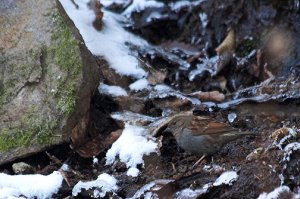 Japanese Accentor