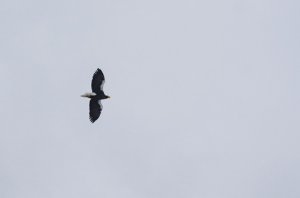 Stellar's Sea-eagle