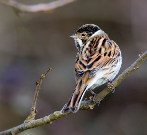 Reed Bunting