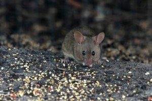 need ID australian mouse?