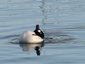 Common Goldeneye Courtship