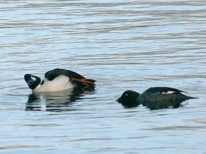 Common Goldeneye Courtship