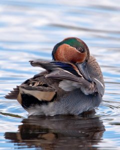 Green-winged Teal (Male)