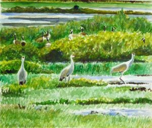 Sandhil Cranes and Canada Geese at Horicon Marsh