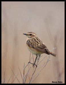 Whinchat