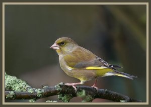 Greenfinch again