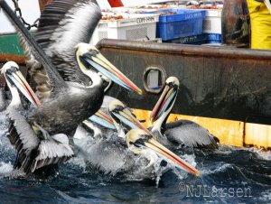 Peruvian Pelicans at sea