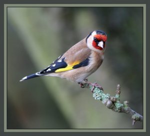 Goldfinch