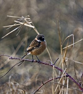 Stonechat