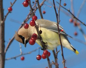 Cedar Waxwing