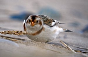 Snow Bunting