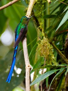 Violet Tailed Sylph