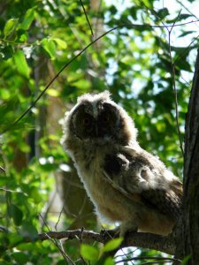 long-eared owl