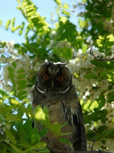 long-eared owl