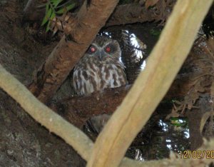 Juv Southern Boobook Owl