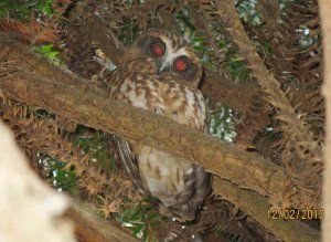 Another juv Southern Boobook Owl