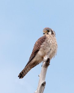 American Kestrel (female)