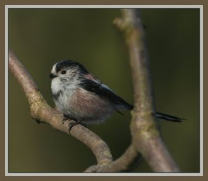 Long-tailed Tit