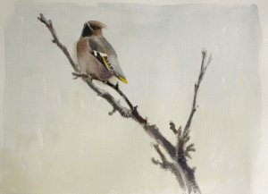 Marian's Waxwing