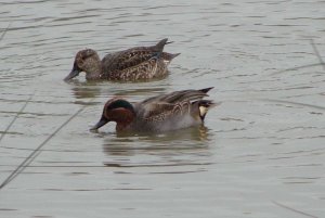 mr and mrs teal