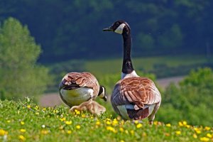 Canada Geese & Chick