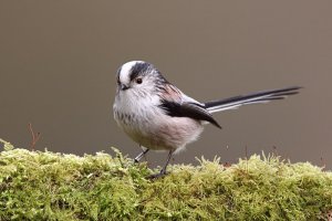 Long-tailed Tit