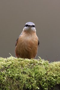 Nuthatch