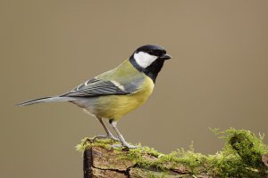 Great Tit