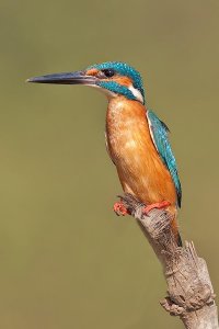 Kingfisher