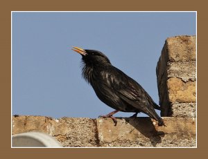 Whistling Spotless Starling