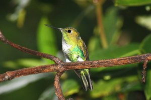 Emerald-bellied Puffleg