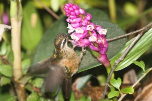 Speckled Hummingbird