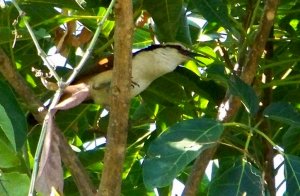 Giant Wren